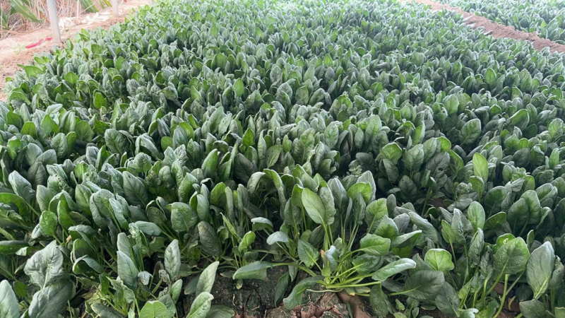 山西稷山精品大叶菠菜上市一手货源