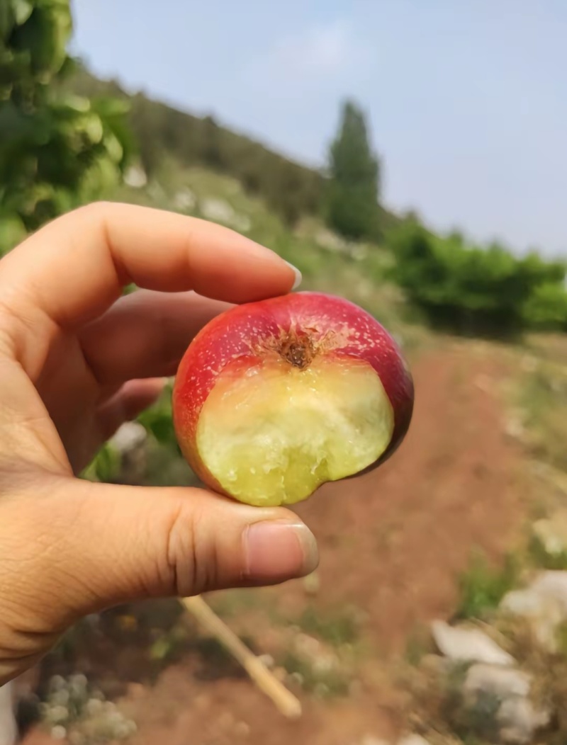 纽扣蟠桃树苗明月油蟠桃苗极早熟高糖品种保证品种