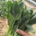 山西稷山精品大叶菠菜上市一手货源