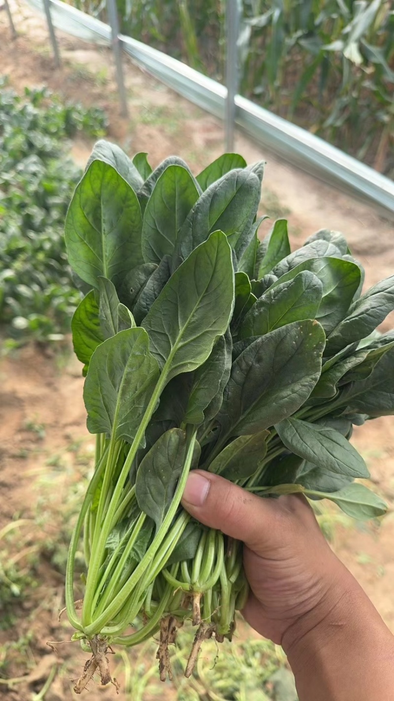 山西稷山精品大叶菠菜上市一手货源