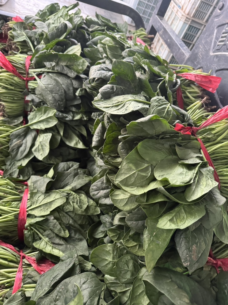 山西稷山精品大叶菠菜上市一手货源