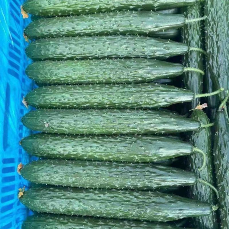 黄瓜