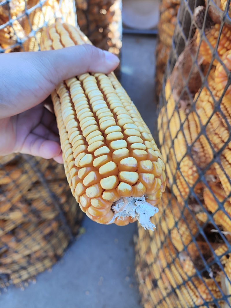 当季玉米