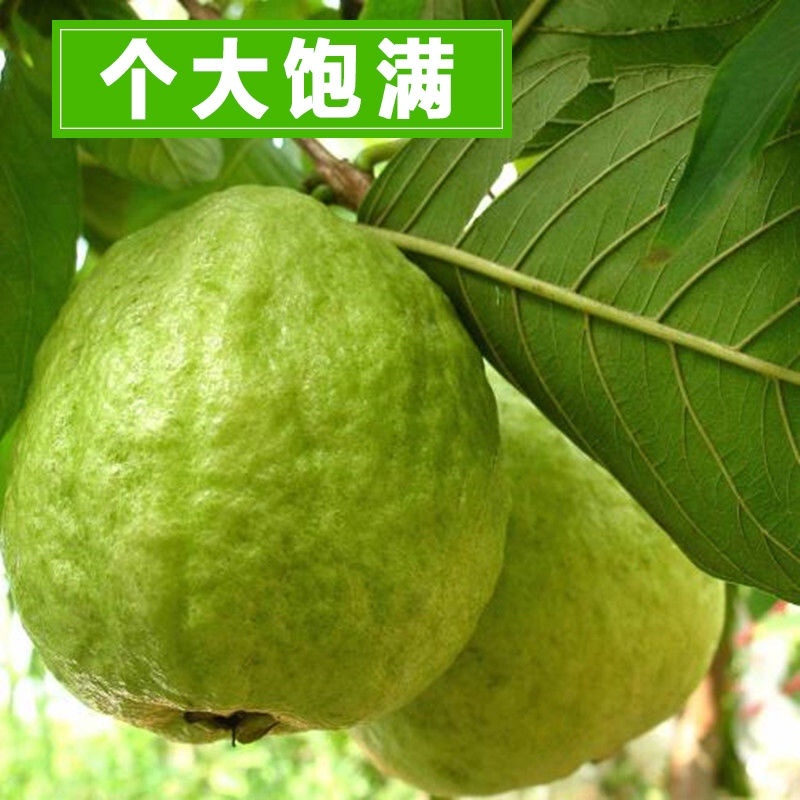 【广东】红心芭乐白心芭乐番石榴产地直销现摘现发可视频看货
