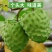 正宗台湾释迦佛陀果树苗盆栽地栽果树苗四季种植果树苗