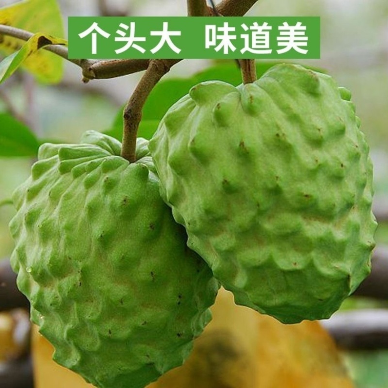 正宗台湾释迦佛陀果树苗盆栽地栽果树苗四季种植果树苗