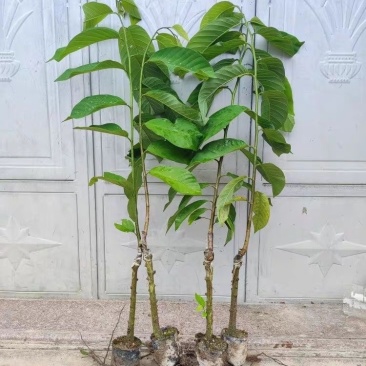 正宗台湾释迦佛陀果树苗盆栽地栽果树苗四季种植果树苗