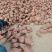 19粉厂货加工厂货1000亩