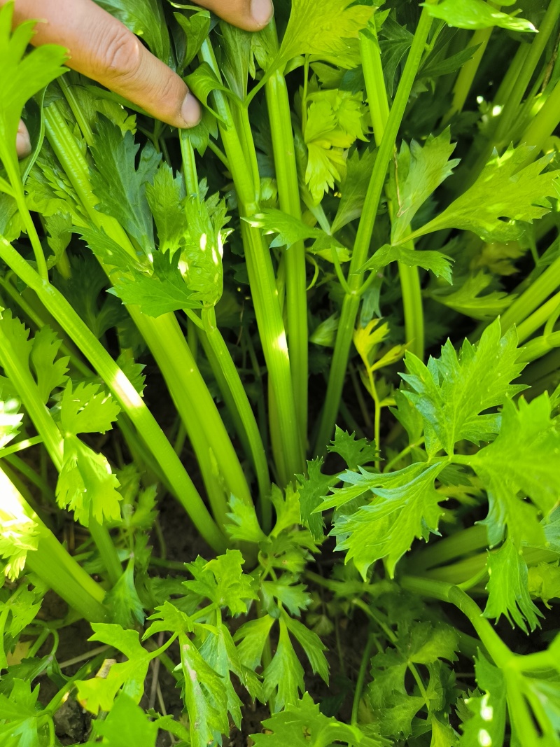 优质西芹，物美价廉，童叟无欺.一朝牵手，终身朋友