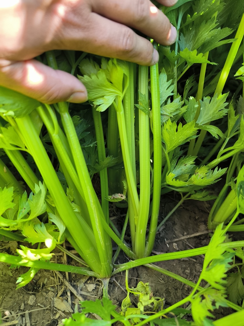 优质西芹，物美价廉，童叟无欺.一朝牵手，终身朋友