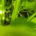 优质西芹，物美价廉，童叟无欺.一朝牵手，终身朋友