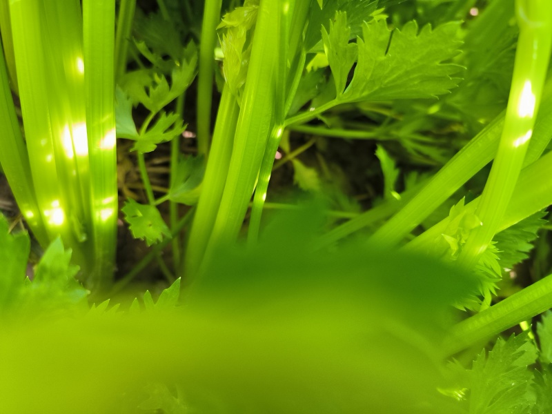 优质西芹，物美价廉，童叟无欺.一朝牵手，终身朋友
