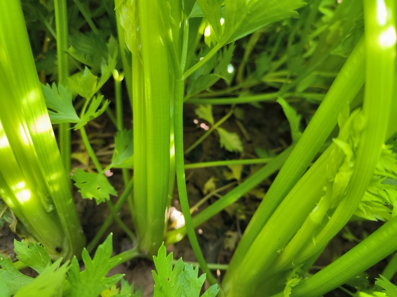 优质西芹，物美价廉，童叟无欺.一朝牵手，终身朋友