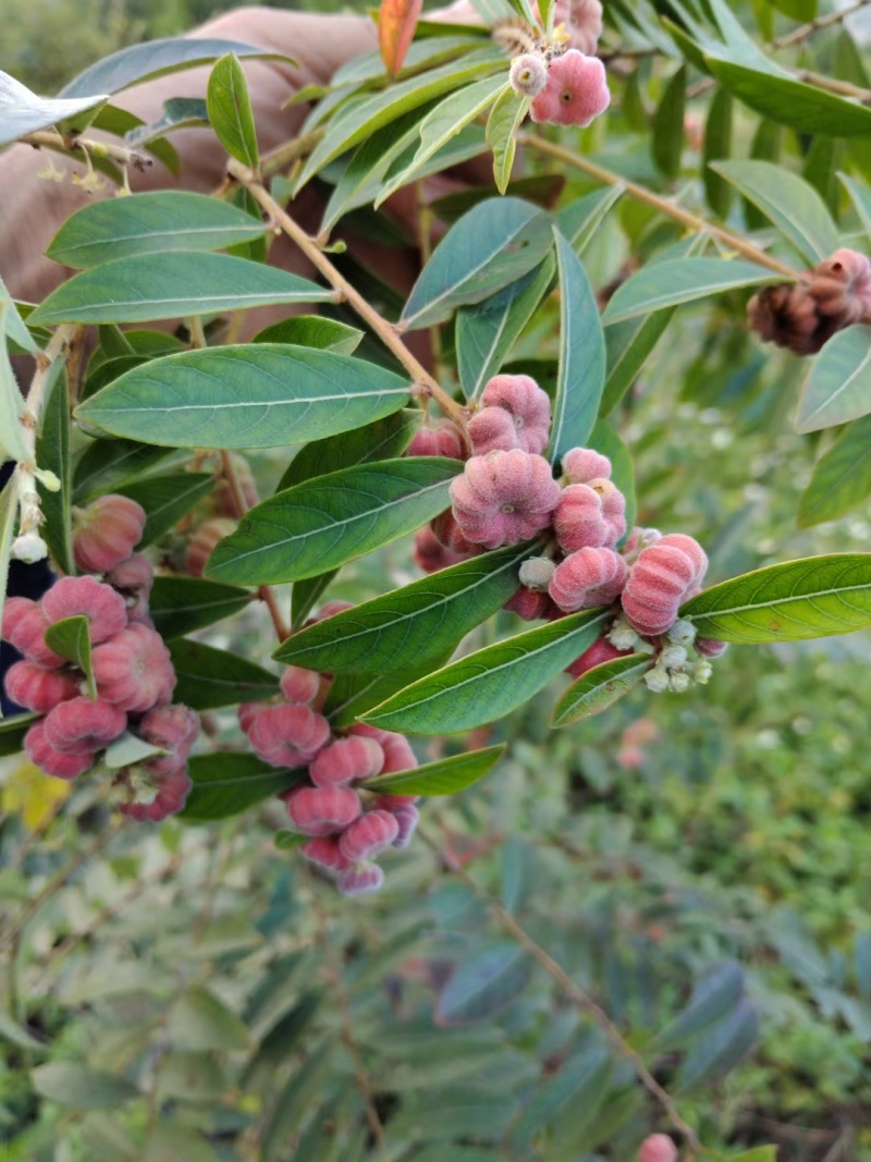 算盘子