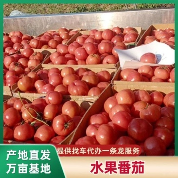 普罗旺斯水果西红柿,产地一手货源,提供代收