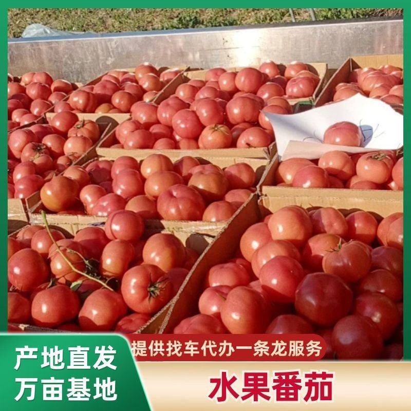 普罗旺斯水果西红柿，产地一手货源，提供代收