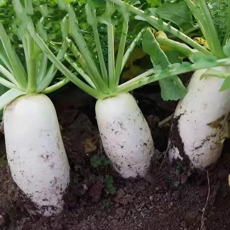 秋冬雪玉白萝卜种子中晚熟皮肉白色单株约2-3kg耐寒性好