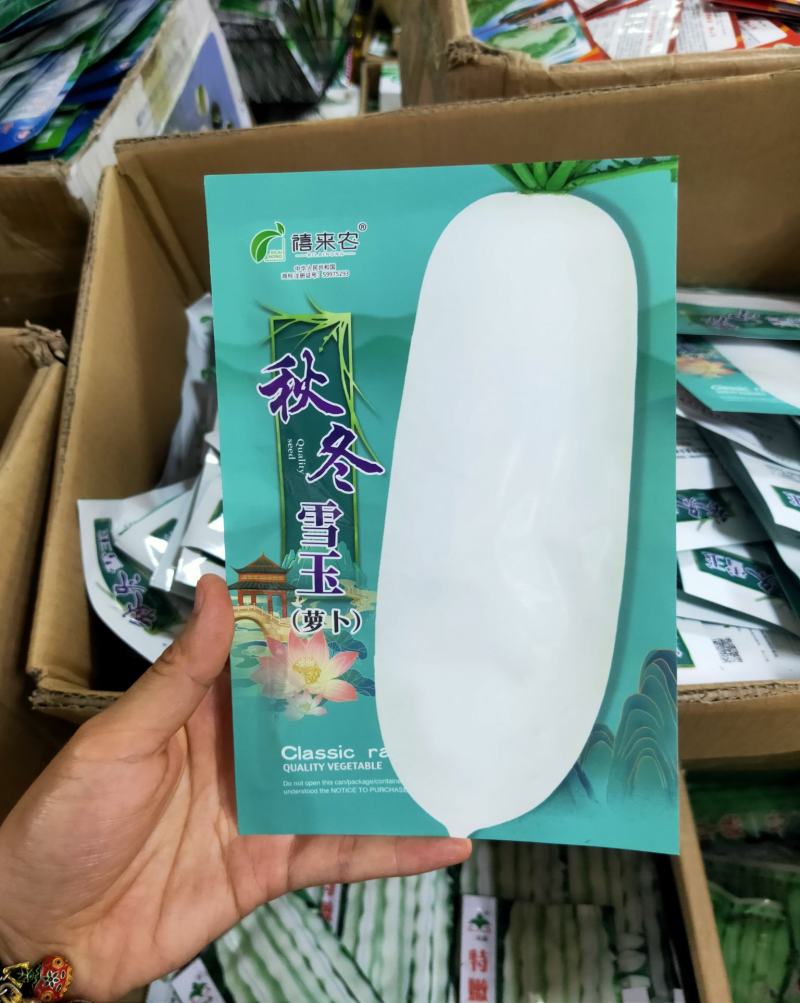秋冬雪玉白萝卜种子中晚熟皮肉白色单株约2-3kg耐寒性好