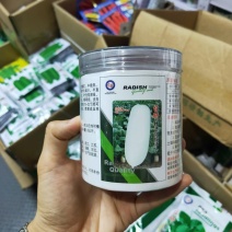 秋冬雪玉白萝卜种子中晚熟皮肉白色单株约2-3kg耐寒性好