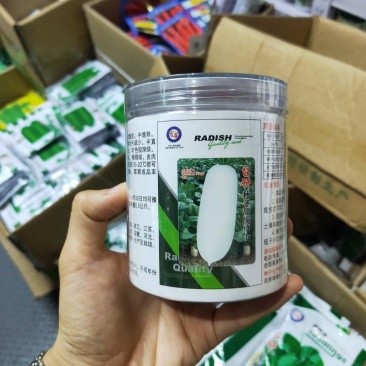 秋冬雪玉白萝卜种子中晚熟皮肉白色单株约2-3kg耐寒性好