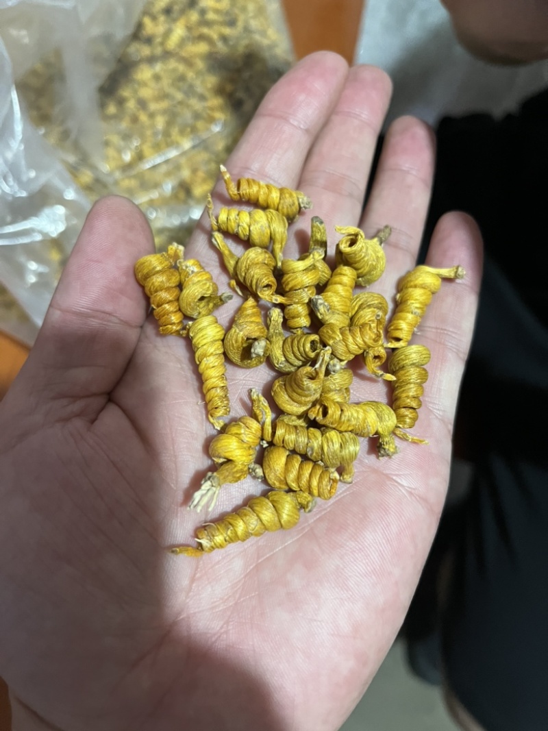 霍山铁皮石斛枫斗石斛霍山石斛原产地批发