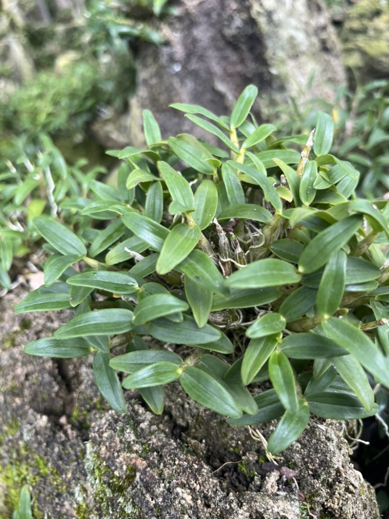 霍山铁皮石斛枫斗石斛霍山石斛原产地批发
