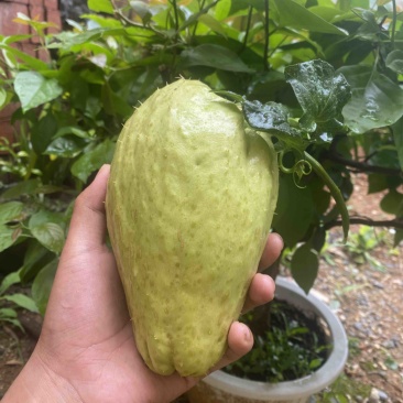 精品佛手瓜种