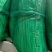 江苏红帽蒜苔大量上新产地直发量大可优惠视频看货全国发
