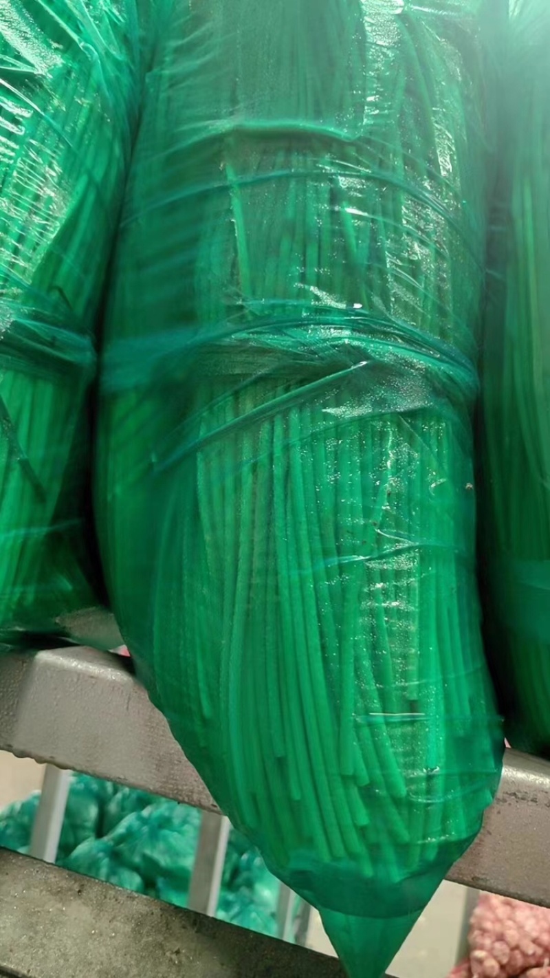 江苏红帽蒜苔大量上新产地直发量大可优惠视频看货全国发
