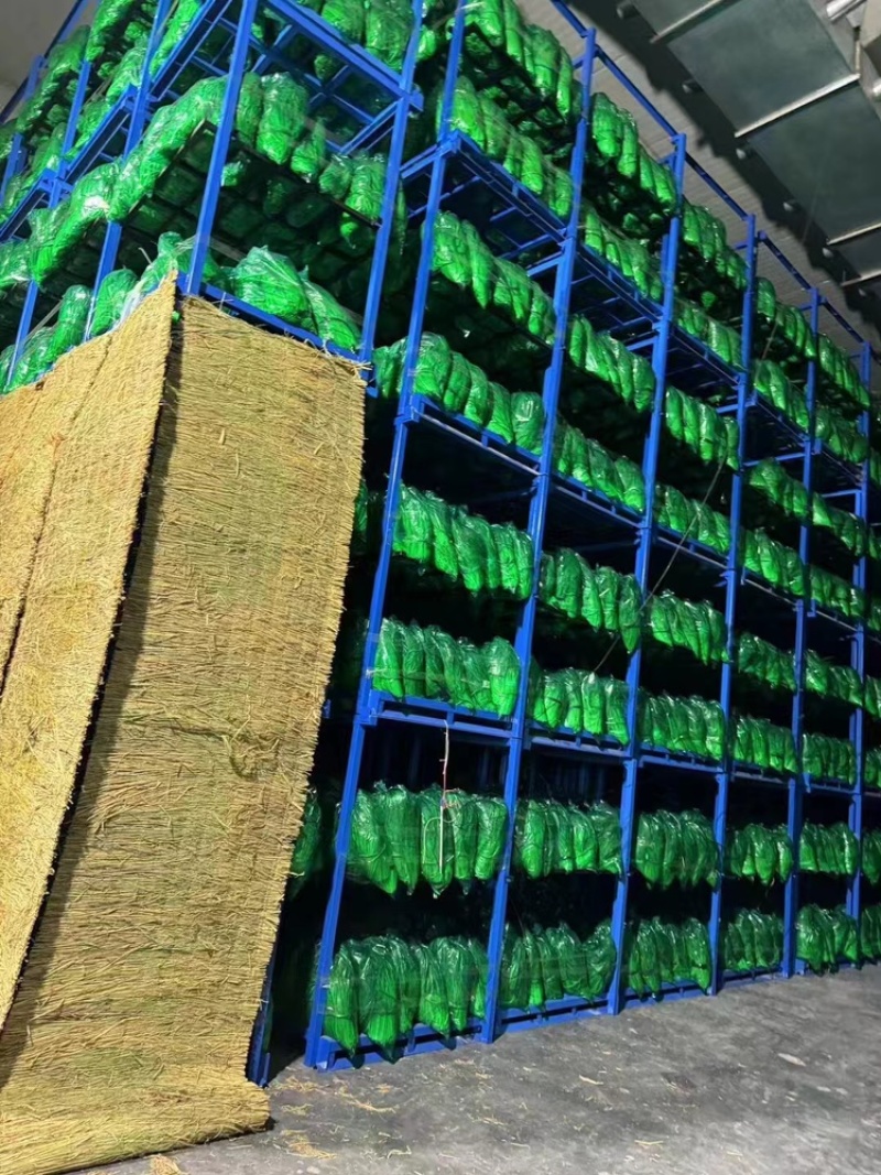 江苏红帽蒜苔大量上新产地直发量大可优惠视频看货全国发