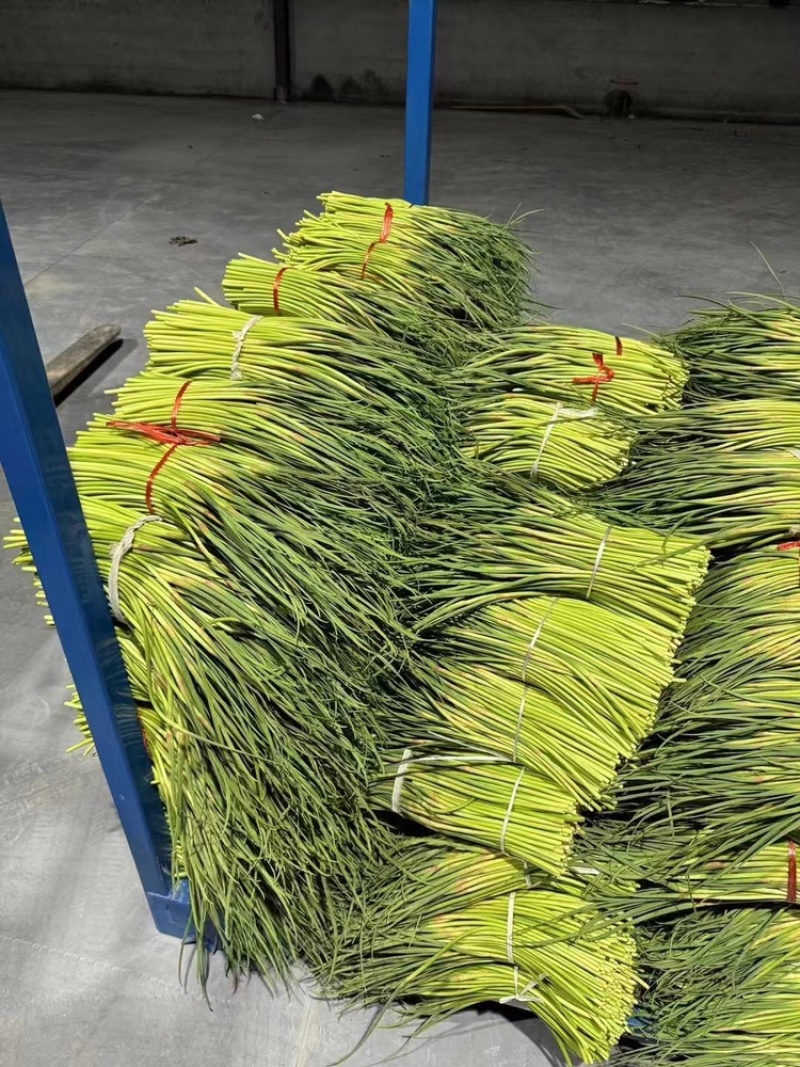 江苏红帽蒜苔大量上新产地直发量大可优惠视频看货全国发