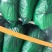 江苏红帽蒜苔大量上新产地直发量大可优惠视频看货全国发