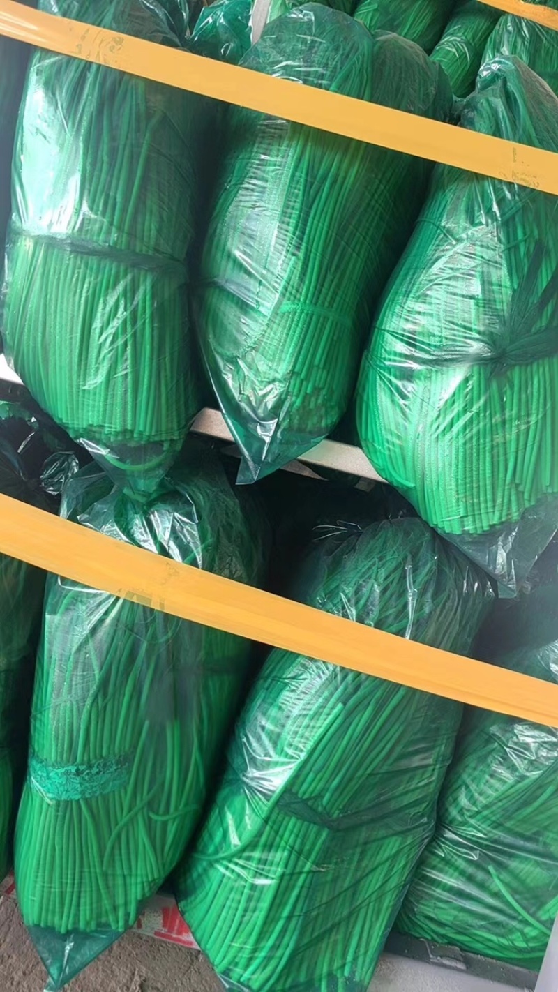 江苏红帽蒜苔大量上新产地直发量大可优惠视频看货全国发