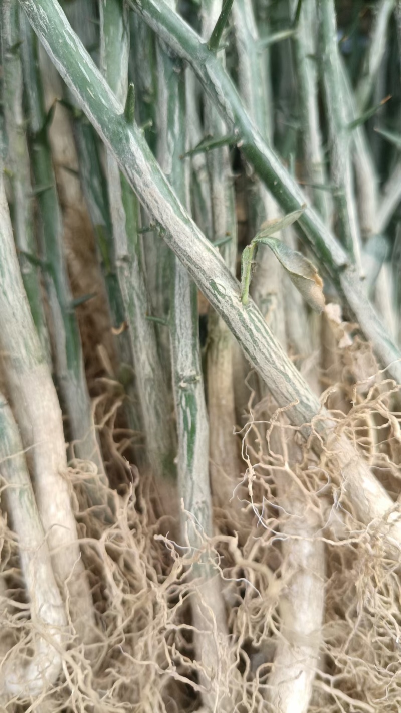 枳壳苗，构橘苗