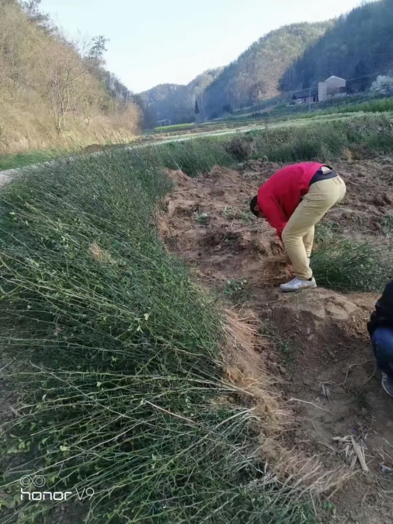 枳壳苗，构橘苗