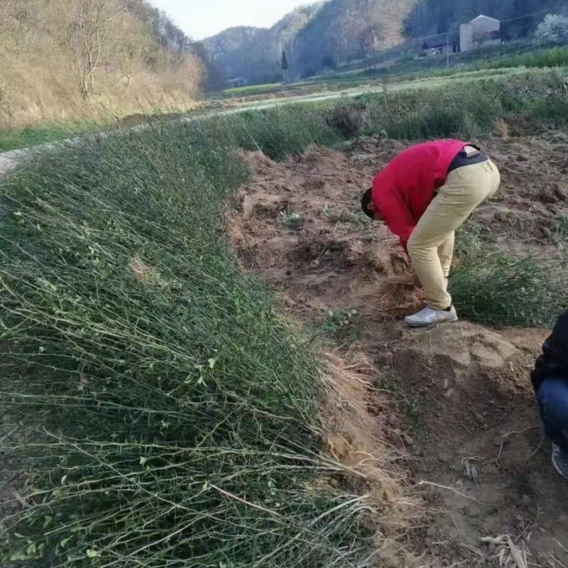 枳壳苗，构橘苗