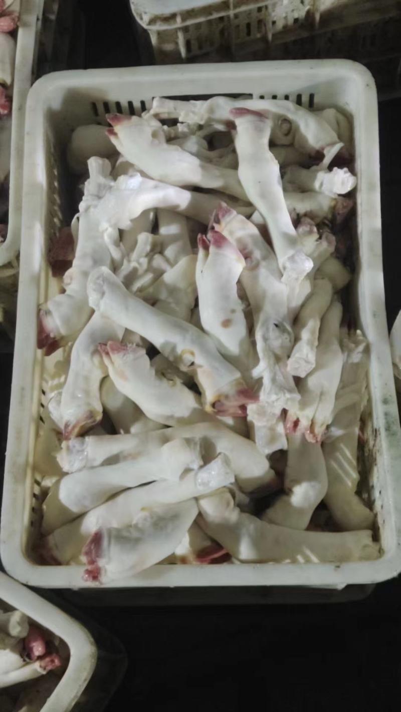 育肥羊蹄纯育肥羊蹄白蹄纯干货规格齐全品质保证