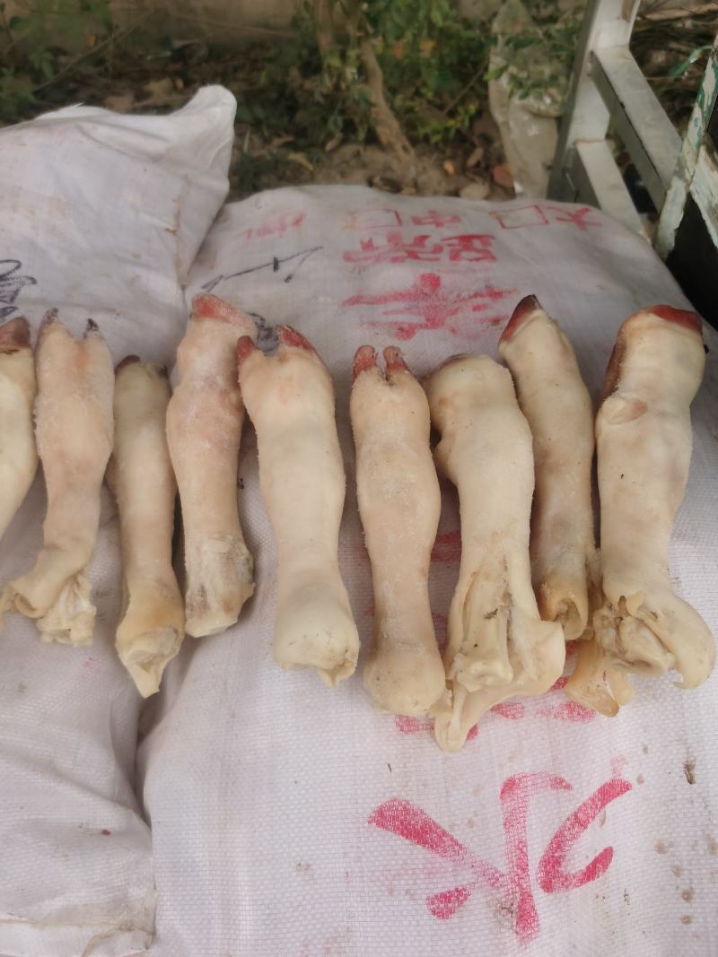 育肥羊蹄纯育肥羊蹄白蹄纯干货规格齐全品质保证