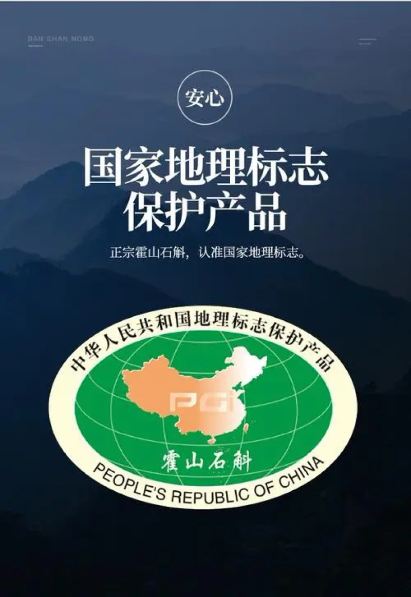 霍山石斛苗霍山铁皮石斛苗米斛瓶苗铁皮石斛苗原产地批发
