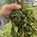 霍山石斛苗霍山铁皮石斛苗米斛瓶苗铁皮石斛苗原产地批发