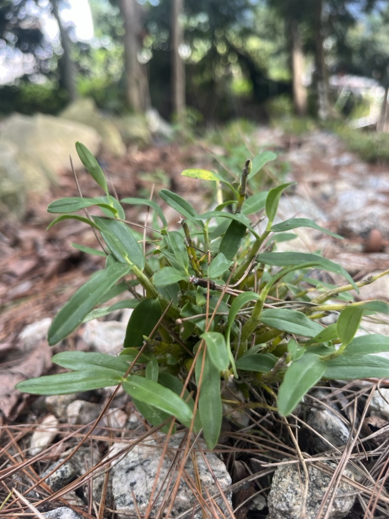 霍山石斛苗霍山铁皮石斛苗米斛瓶苗铁皮石斛苗原产地批发