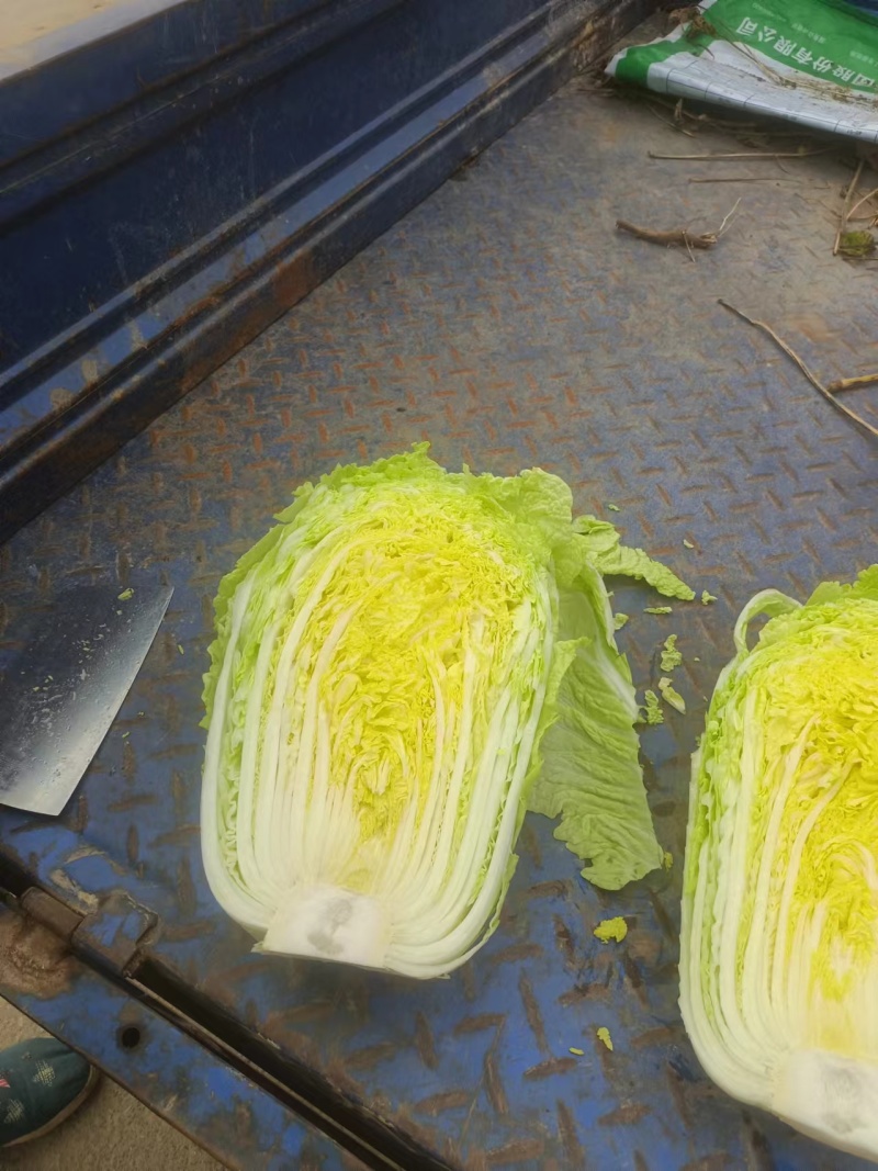 纯黄心白菜！量大欢迎全国客商！