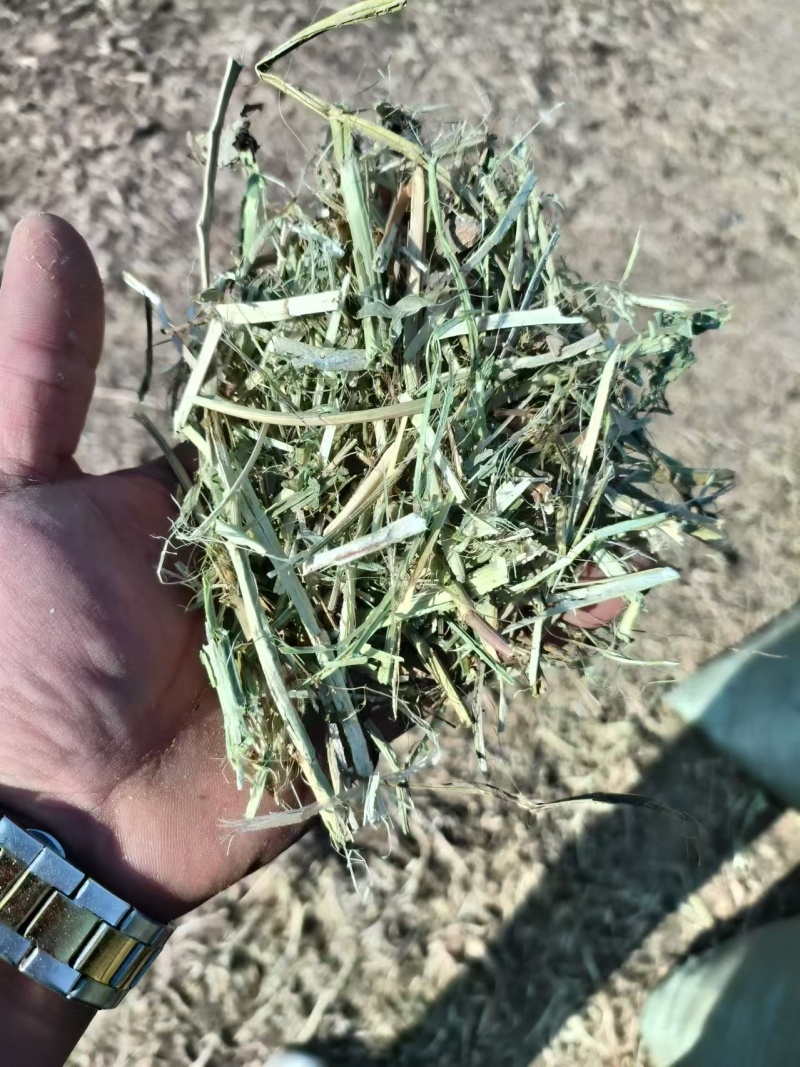 草场直发，大量出售一级花生秧羊草现货