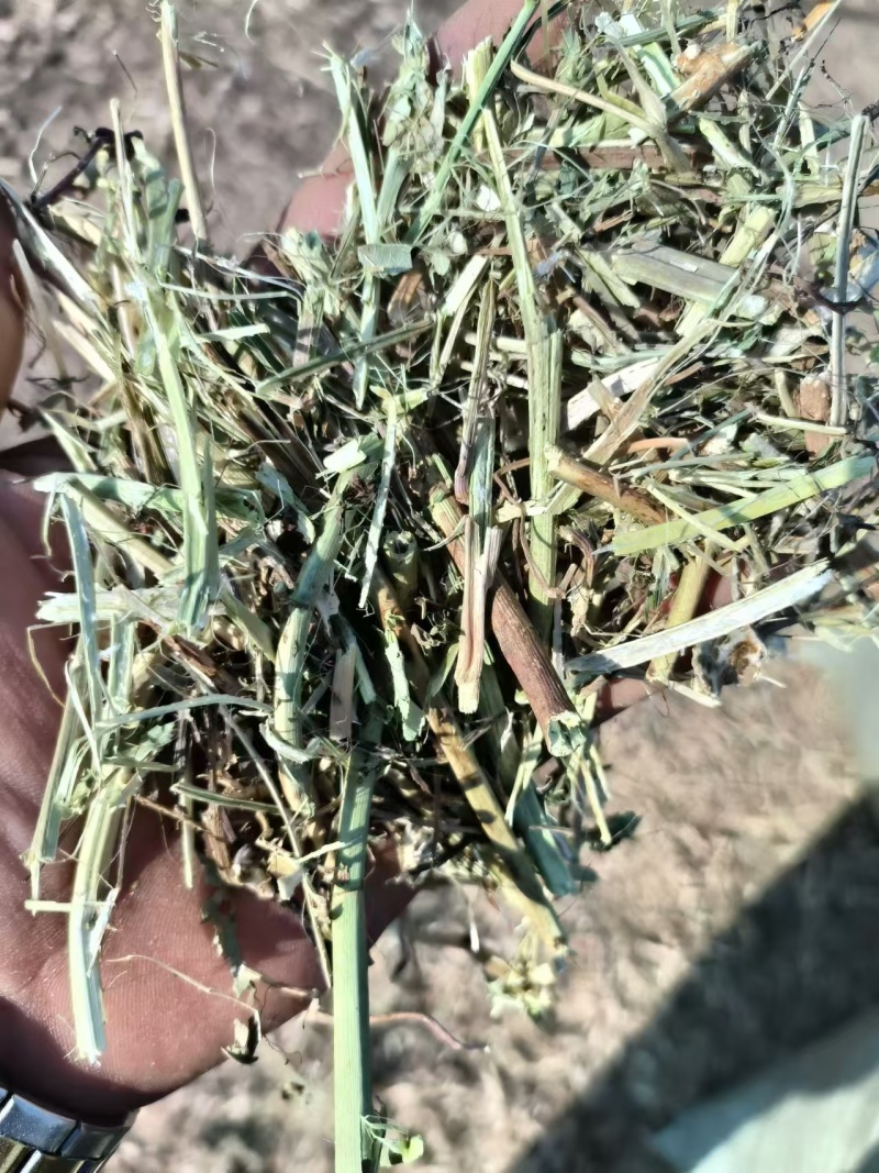 草场直发，大量出售一级花生秧羊草现货
