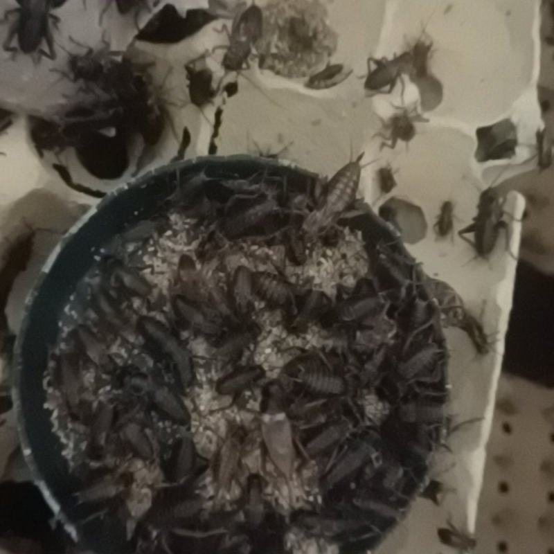 【复购高】蟋蟀大亚高蛋白供应餐馆市场