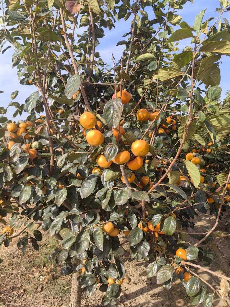 陕西巧克力柿子批发，陕西脆甜柿子价格，脆甜柿子产地