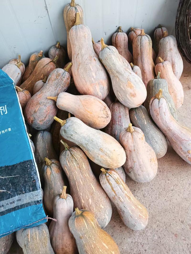 牛腿老南瓜云南产区直发保质保量供货价钱实惠