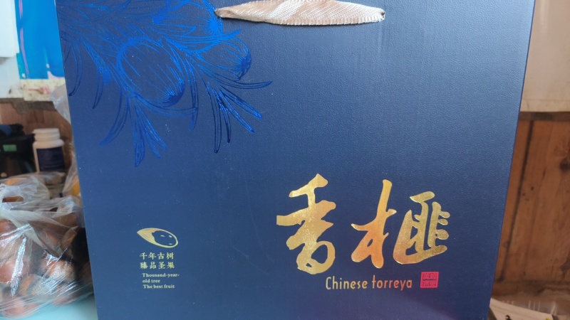 黄里老树香榧