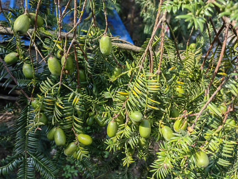 黄里老树香榧