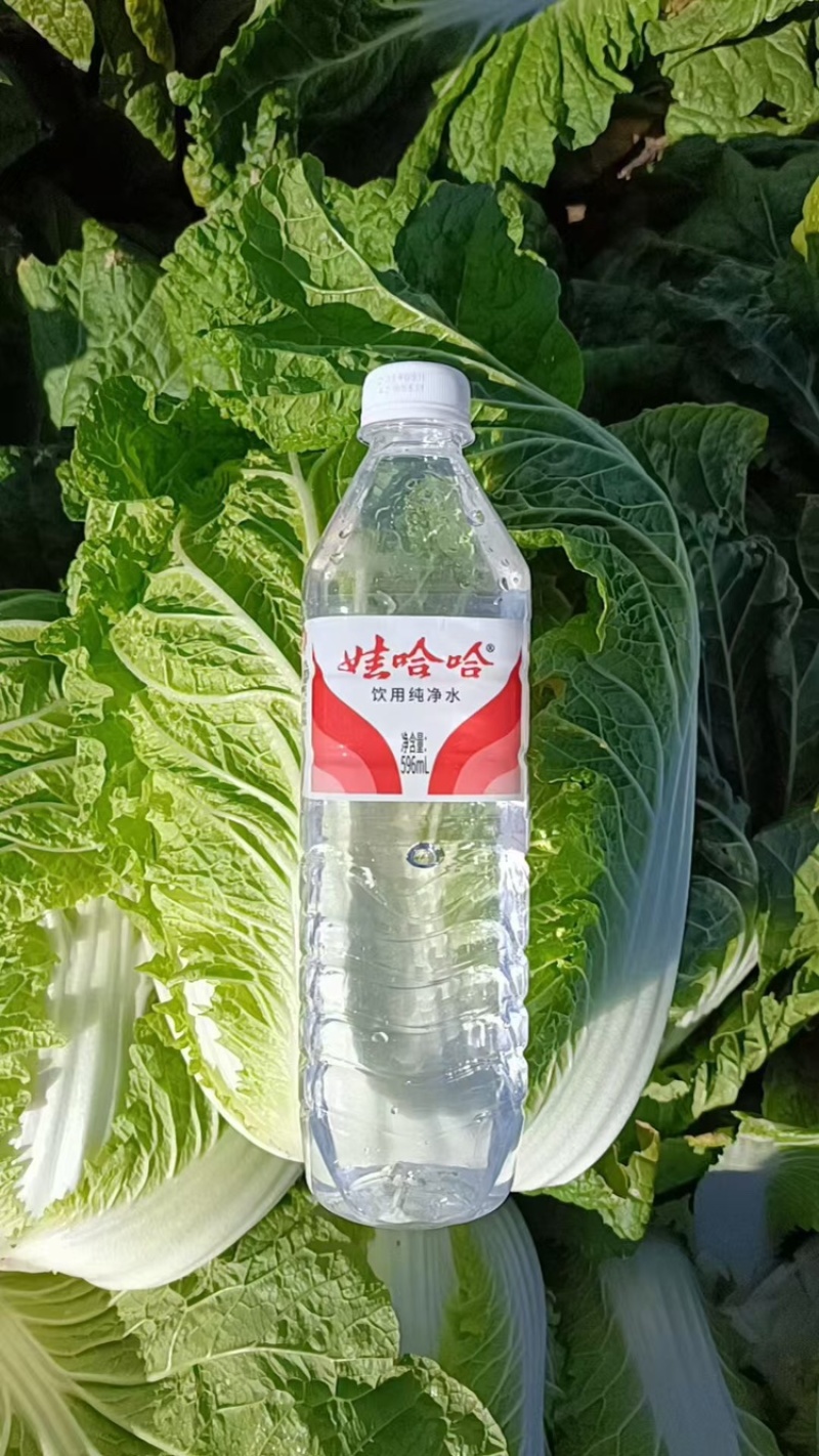 辽宁黄心白菜没有病害虫眼产地货源充足视频看货全国发货
